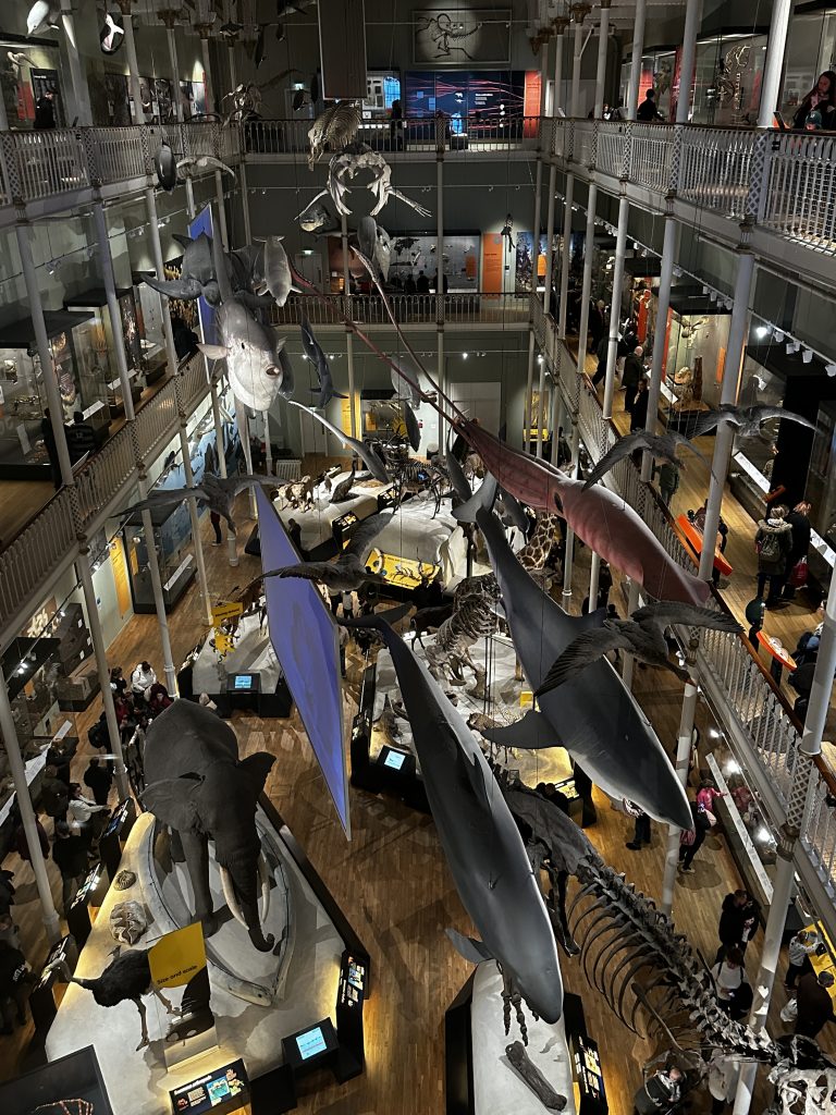 Discover the enchanting marine life exhibit at the National Museum of Scotland.